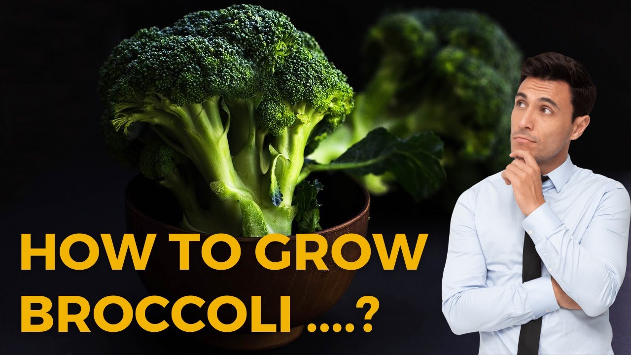 How to Grow Broccoli? | Seed to Harvest | Agriculture Farming Business Ideas