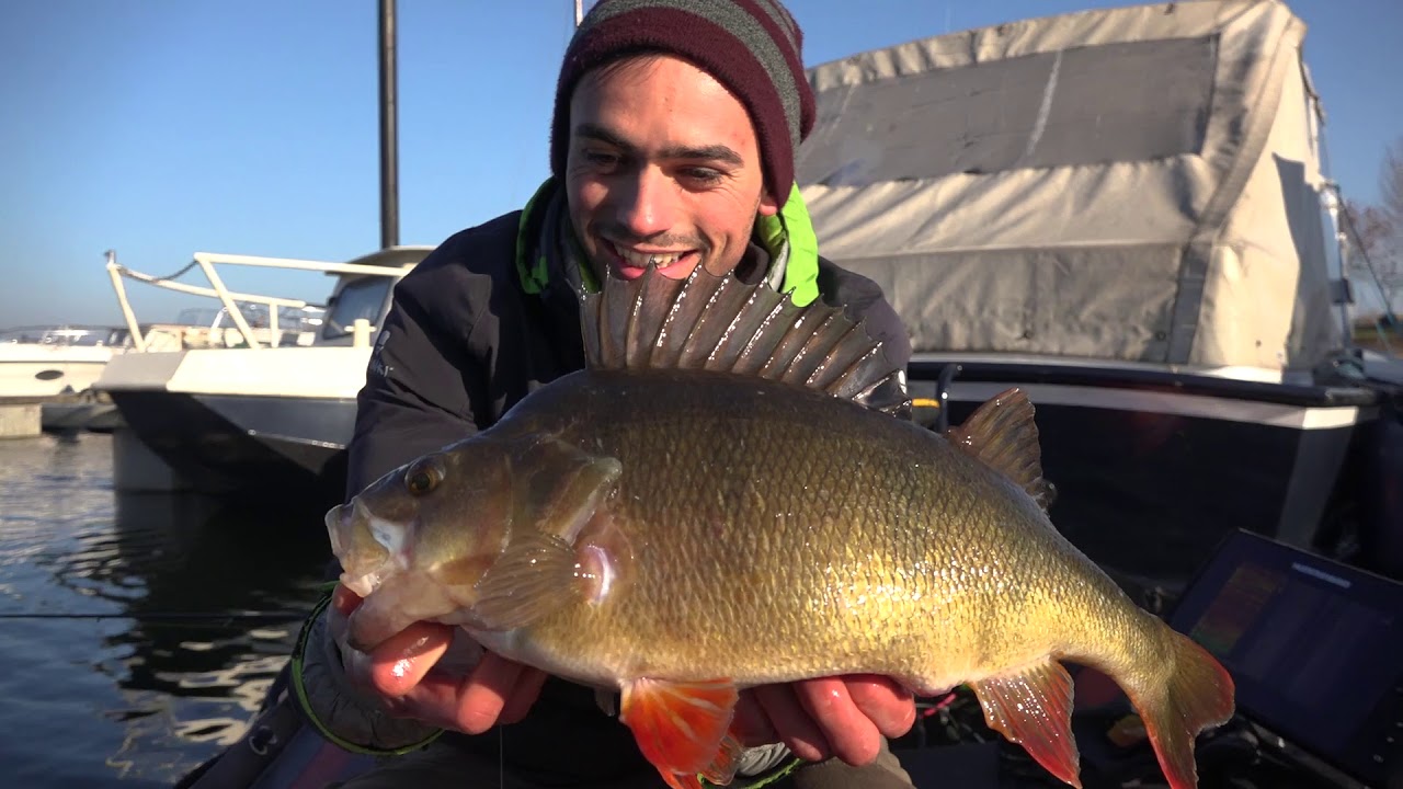 Big perch on softbait | Adventures in Netherlands