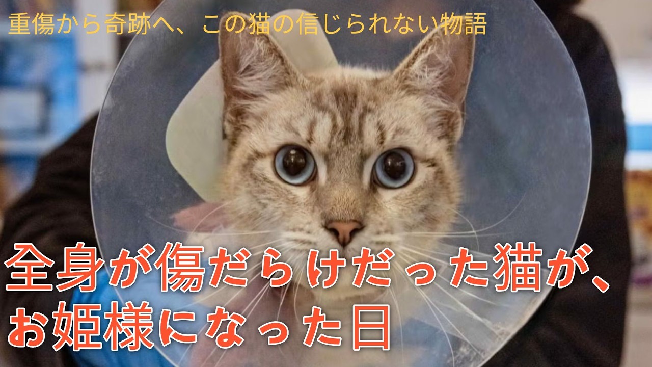全身が傷だらけだった猫が、お姫様になった日#猫の保護 #保護猫 #感動動物ストーリー #動物保護 #里親募集#rescuecat #catrescue