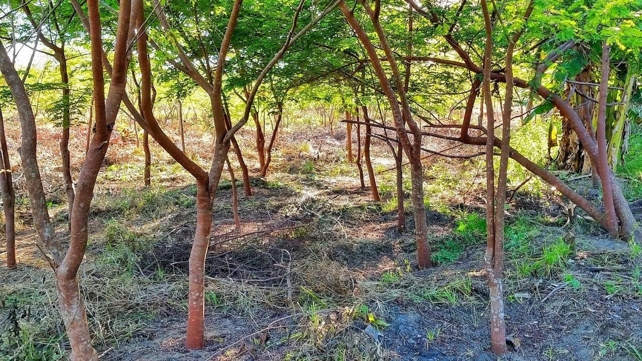 Brazilian Rosewood (Dalbergia Nigra) Plantation in the Amazon