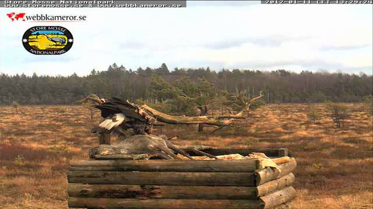&Aacute;guila real subadulta, Sub-adult Golden Eagle. Webbkameror.se
