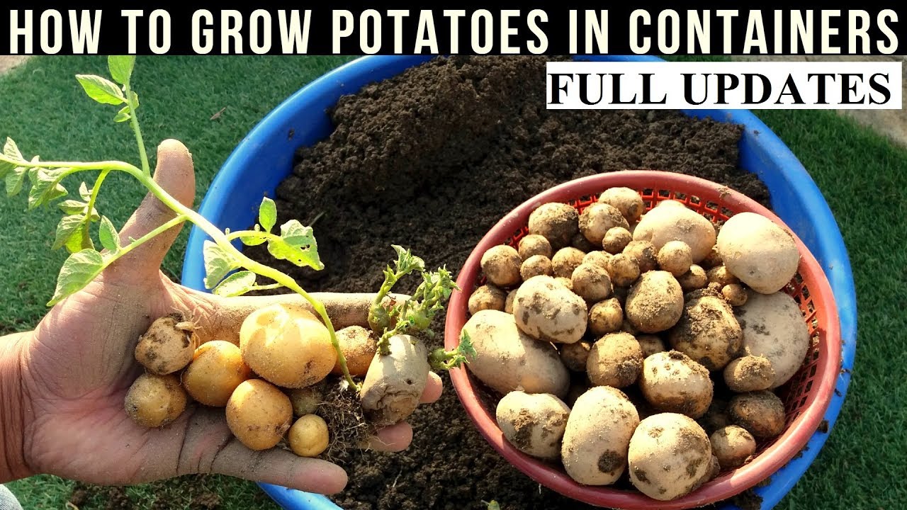 How To Grow Potatoes At Home (With Full Updates)