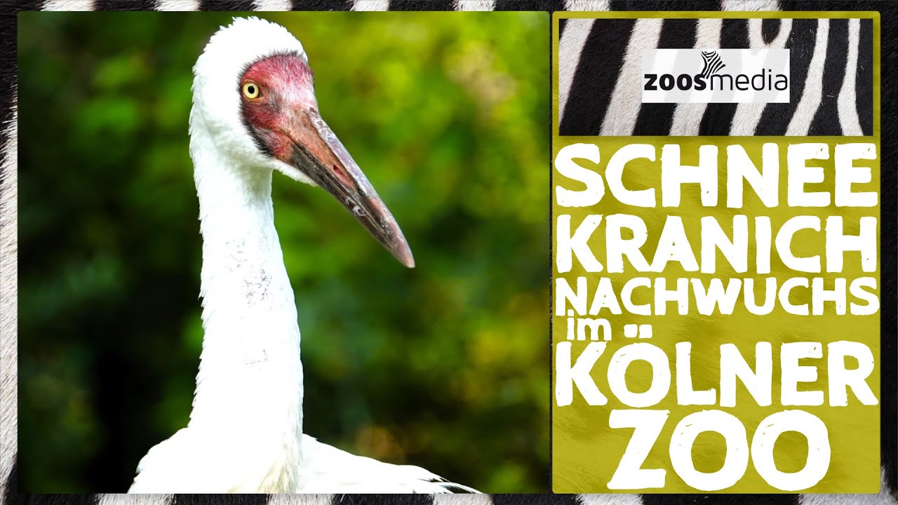 Kölner Zoo: Schneekraniche mit NACHWUCHS | zoos.media