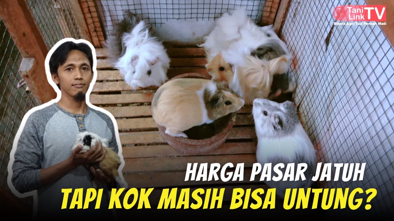 Ternak Marmut Hias. Usaha Sampingan yang Menguntungkan