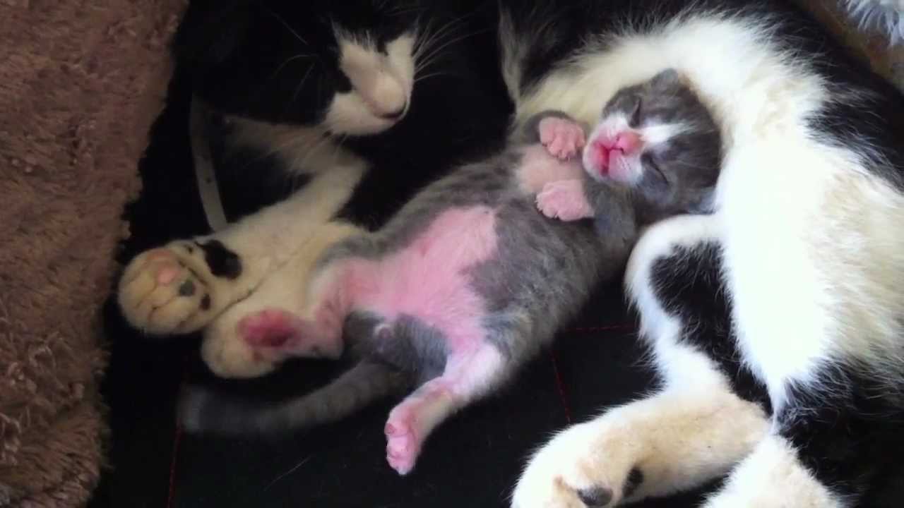 Sleeping Dancing Kitty