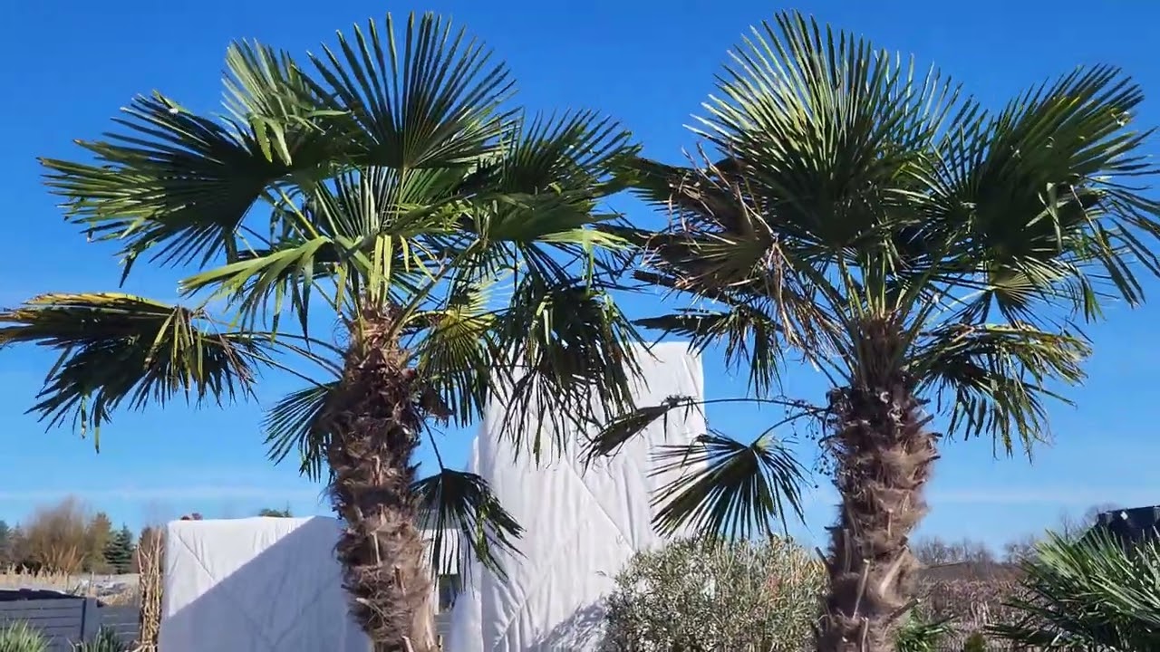 Trachycarpus Fortunei uprawa palm w Polsce. Osłony. Czy i jak przezimowały? Drzewo oliwne po zimie.