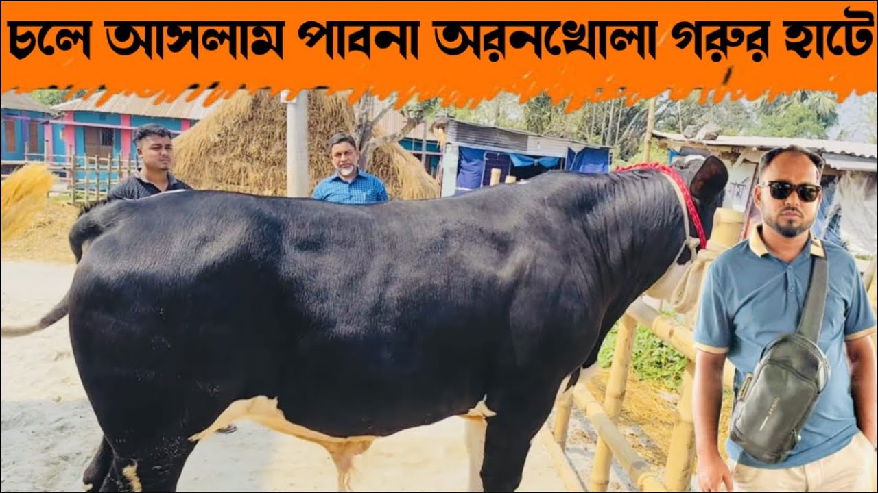 ২০২ - চলে আসলাম পাবনা অরনখোলা গরুর হাটে