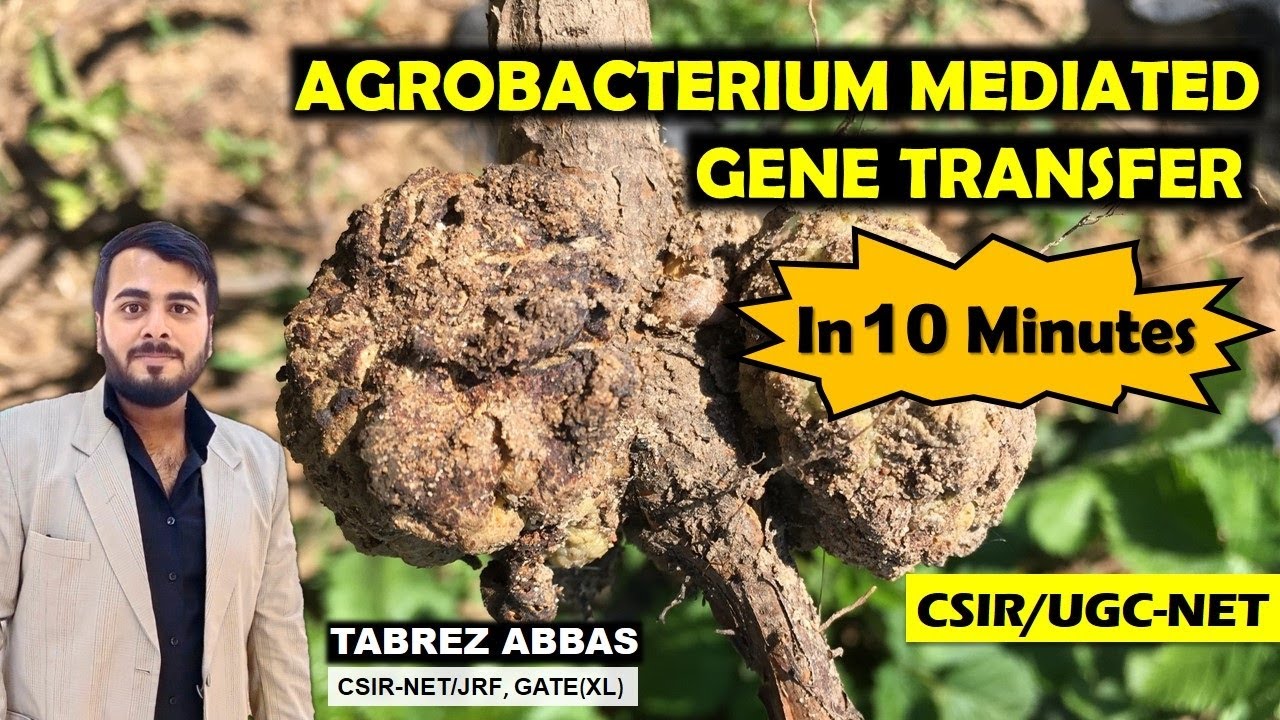 AGROBACTERIUM MEDIATED GENE TRANSFER IN 10 MINUTES || APPLIED BIOLOGY || CSIR/UGC-NET, GATE(XL), MSC