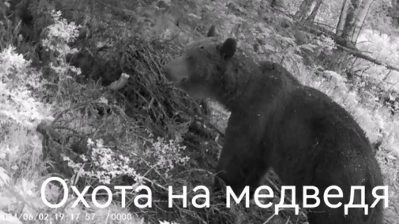 Охота на медведя в Сибири (как заманили медведя вкусной едой) 