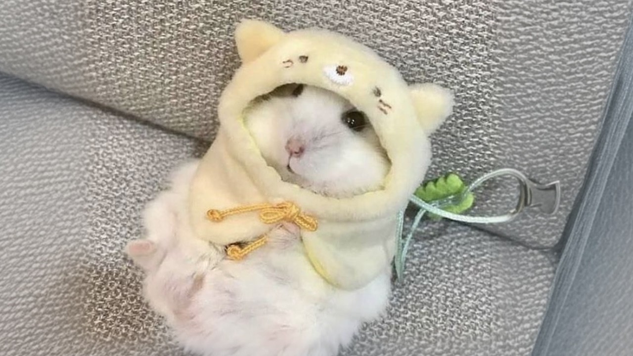 Funny Hamsters Videos | Funny and Cute Moment of the Animals