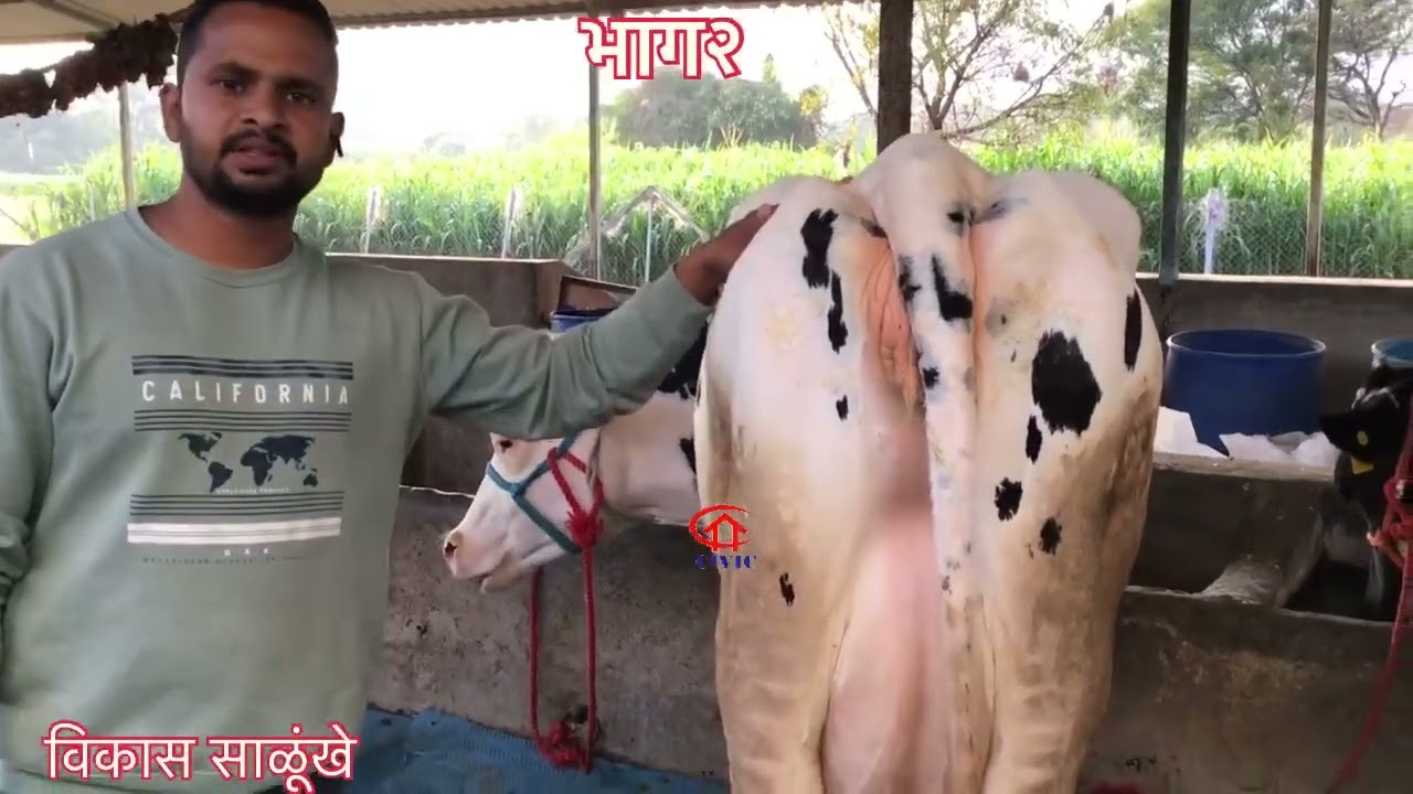 भाग २ कॅालीटी म्हणजे महाग विकने का ? Civic dairy farming