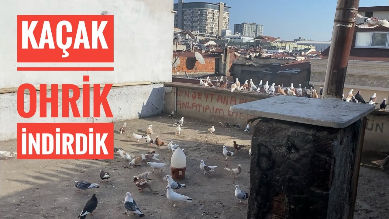 KAÇAK OHRİK KUŞU İNDİRDİK UTKU TAM YAKALARKEN KUŞLAR ÇATIRDADI YAKALADIKMI???