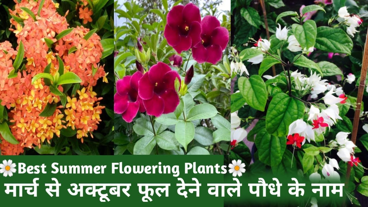 मार्च से अक्टूबर फूल देने वाले परमानेंट पौधों के नाम और दाम/Summer Flowering Plants in India