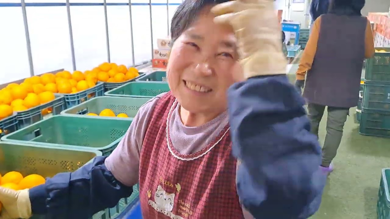 당도최고 신선도굿 착한가격 고흥산 한라봉 문의 010~8511~8148