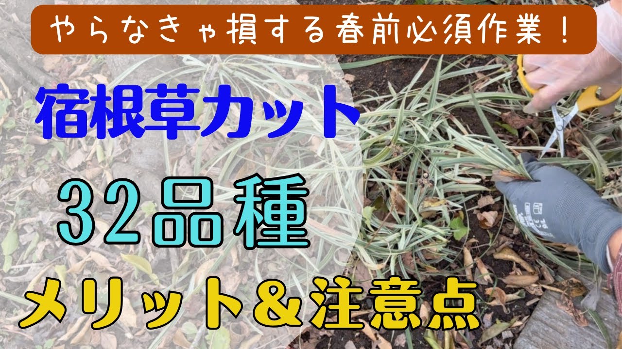 《春前必須作業／どれを切る？切らない？宿根草約３２品種チェック》早めにカットするメリット／切り戻し注意点／冬の状態チェック／今切ってはダメな品種