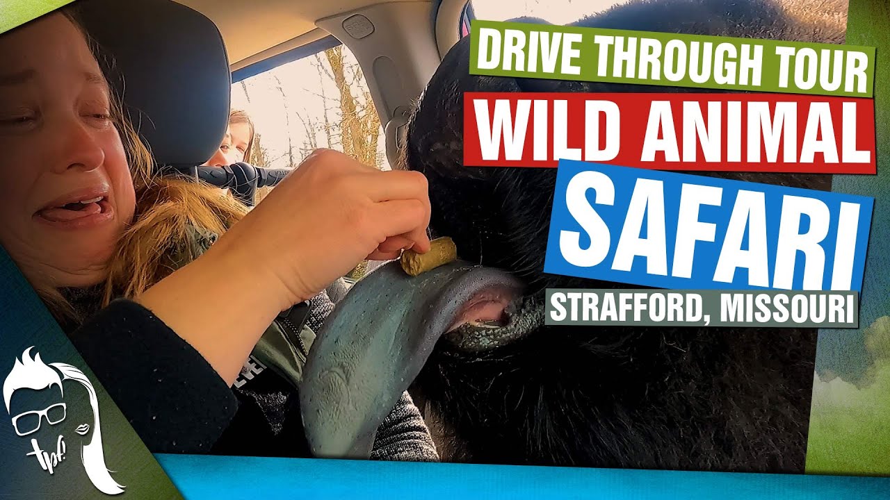 Wild Animal Safari Strafford MO | Drive Through Tour