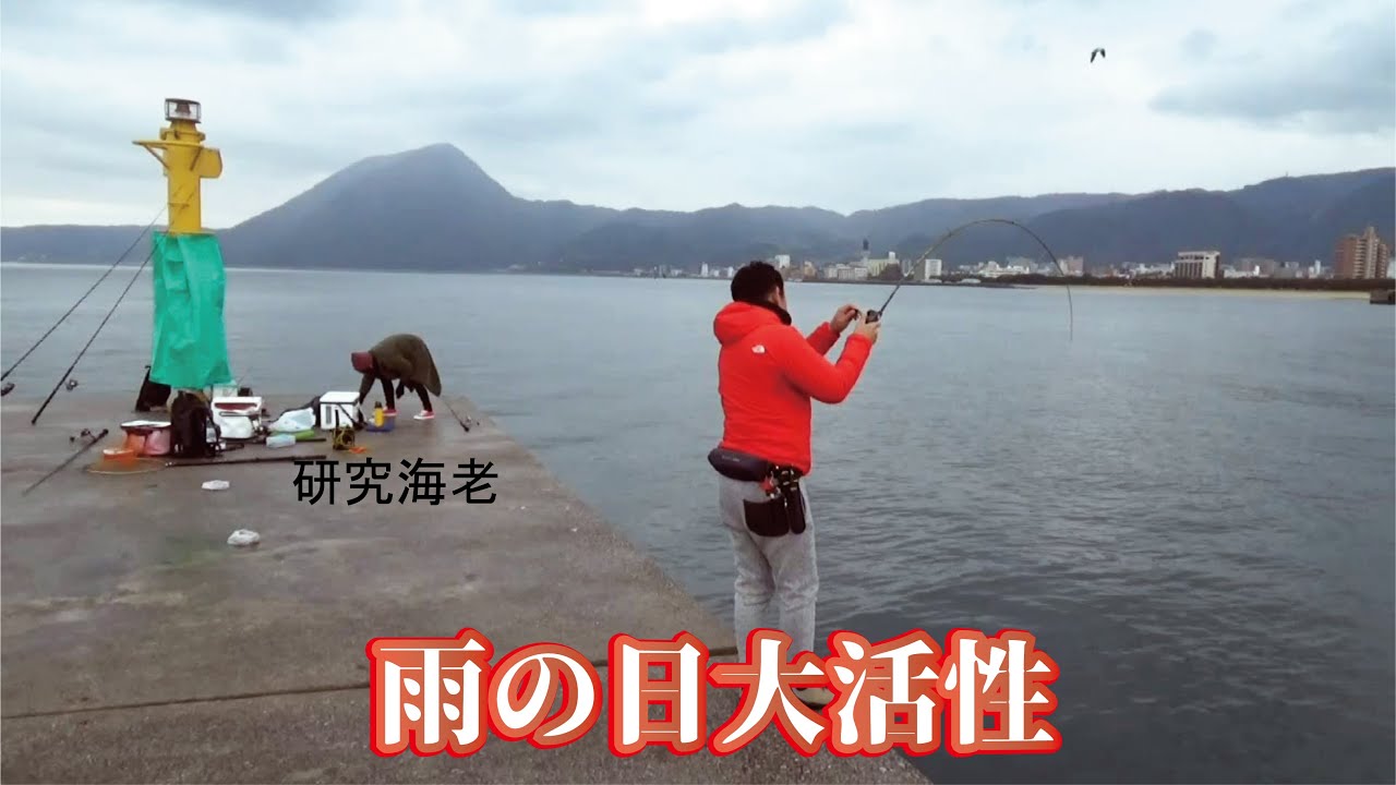 雨の日の堤防は大漁で飽きるほどよく釣れる（982話目）