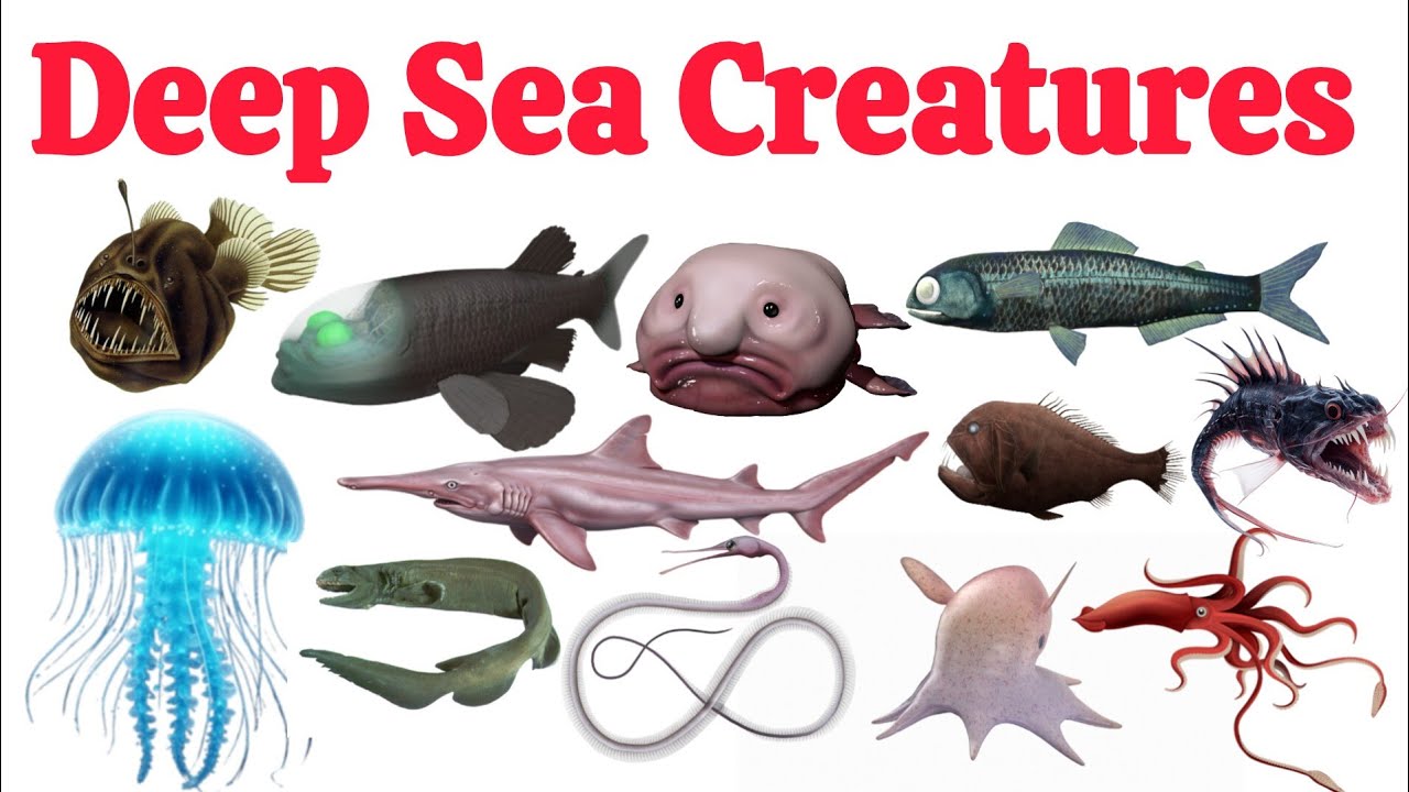 20 water Animals Name| learn deep sea Animals Name in English and hindi 