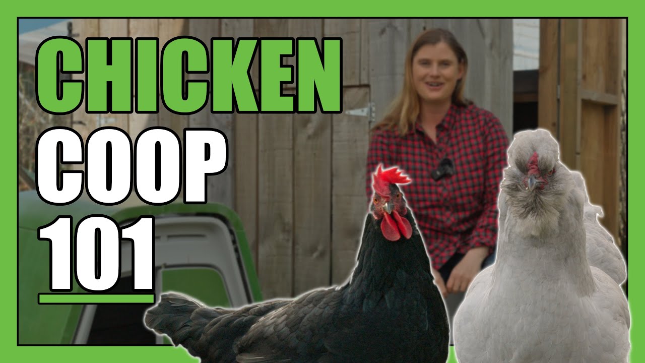 The Ultimate Guide to Chicken Coops: Everything You Need to Know!