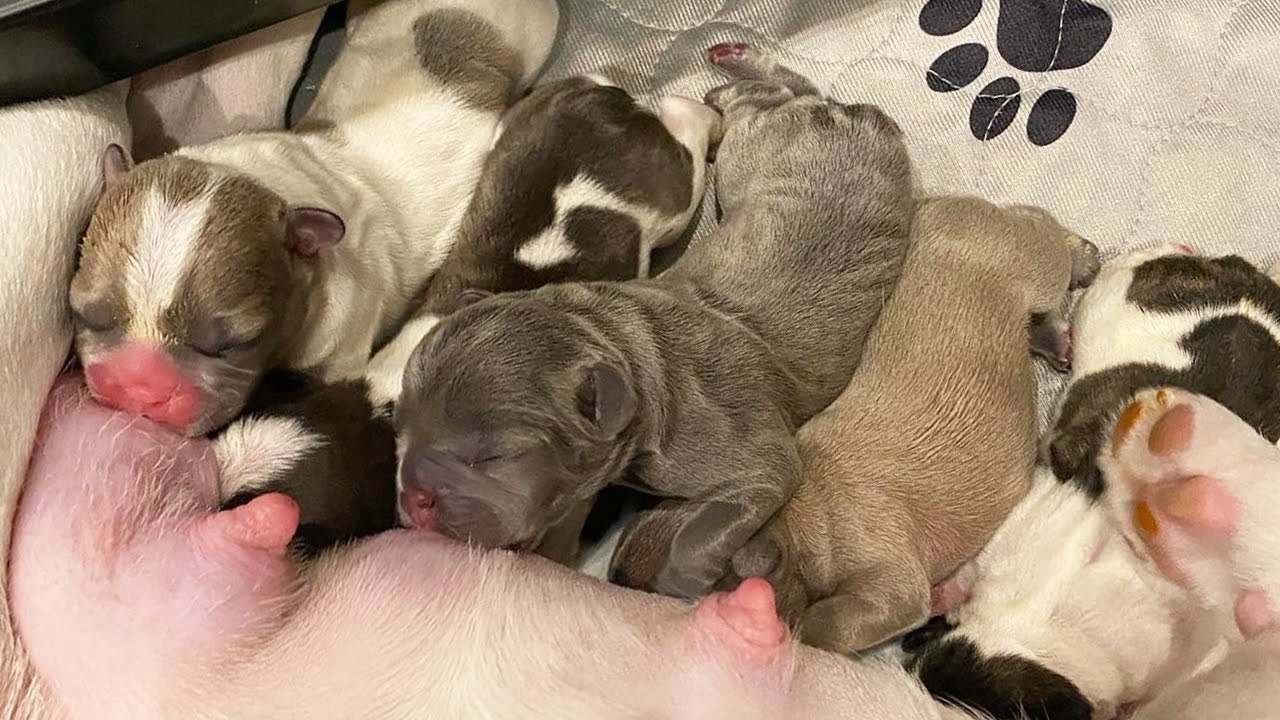 French Bulldog Gives Birth to 5 Beautiful Puppies | Frenchie Life