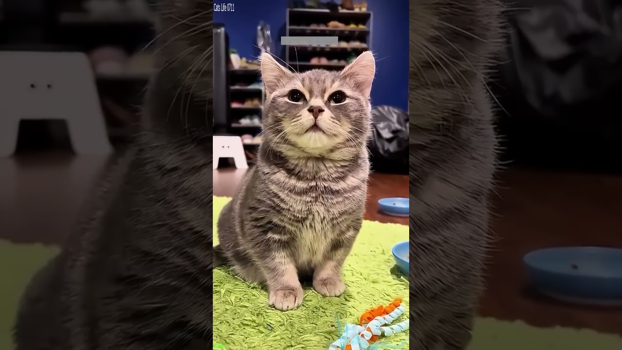 Cat videos 🥰 #cat 🐈‍⬛ # Ep 1588