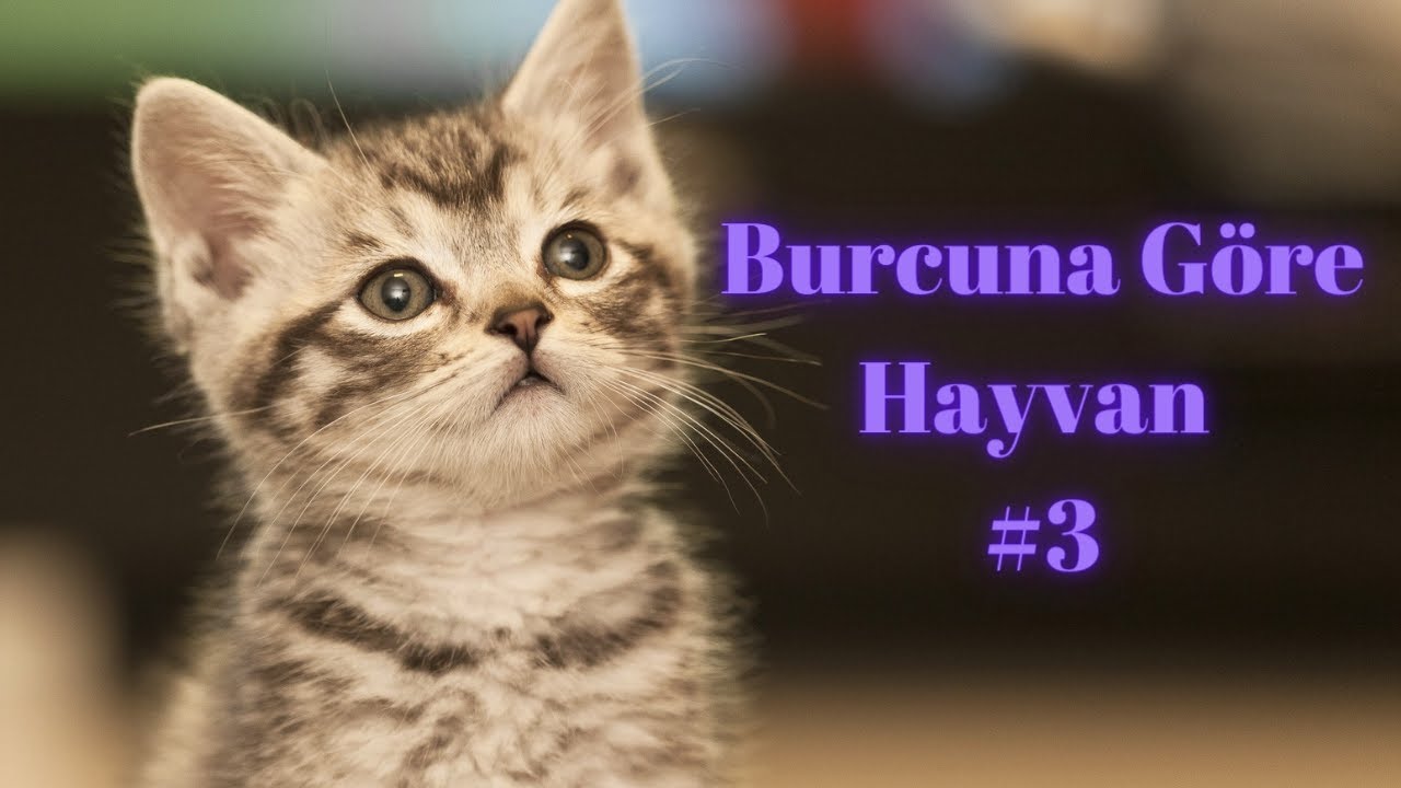 Burcuna Göre Hangi Hayvanı Seviyorsun?#3