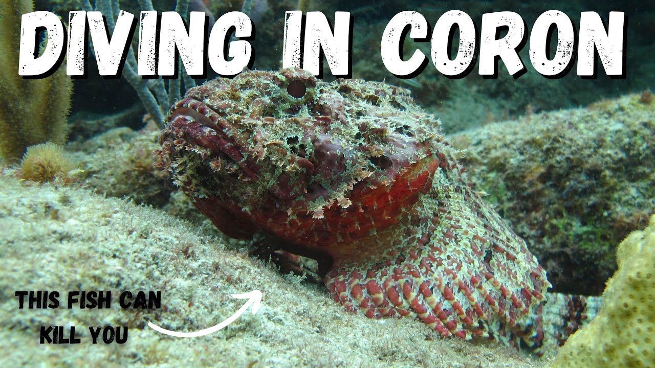 Diving with DANGEROUS FISH In Coron, Philippines 🇵🇭