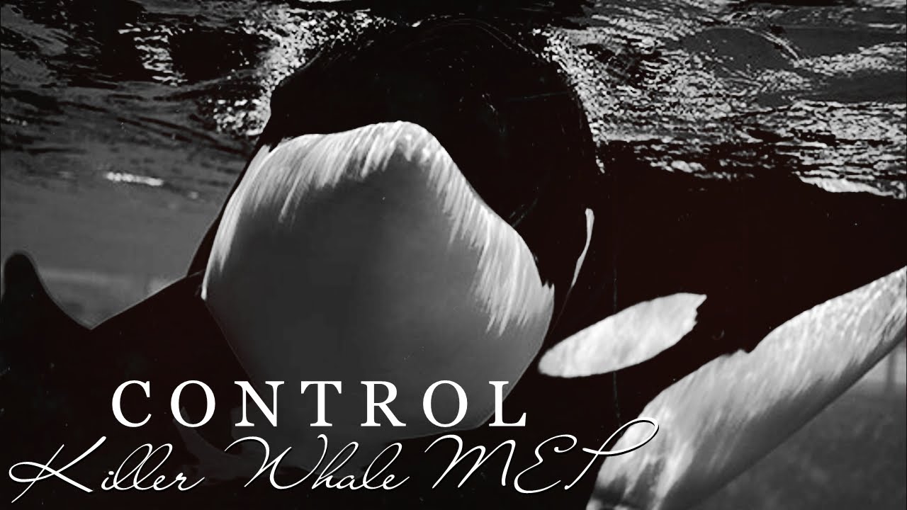 C O N T R O L - Killer Whale MEP