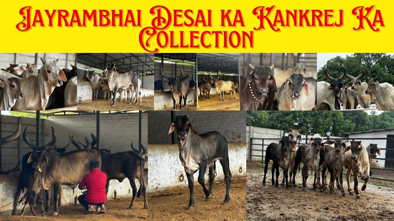 🎯Old  Kankrej Breeder Jayrambhai Desai,Ahemdabad #breeding #oldisgold #parevo #cow
