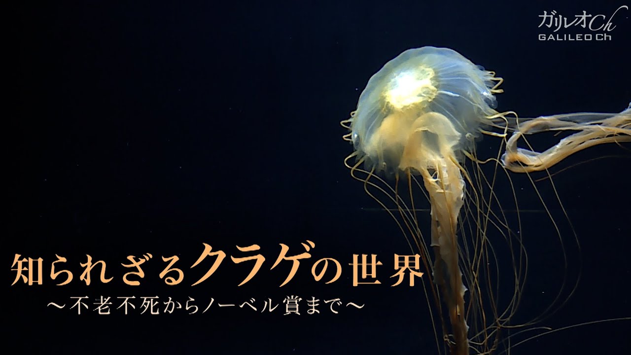 知られざるクラゲの世界 〜不老不死からノーベル賞まで〜 | ガリレオX 第178回