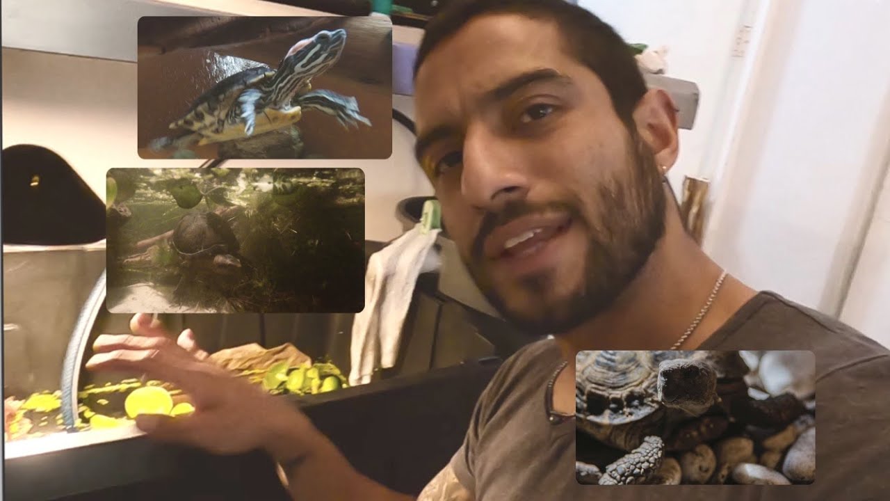 3 hábitats diferentes en casa de la tortuga citadina! Rusa, Japonesa y Kinosternon!