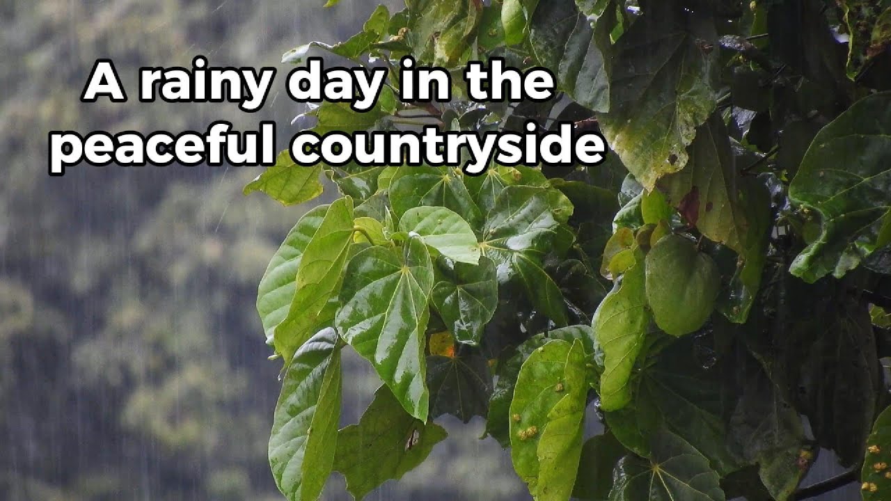 Cozy Rainy Day 🌧️ Sleep, Study, Focus | Relaxing White Noise & Rain Sounds for Deep Sleep (8 Hours)