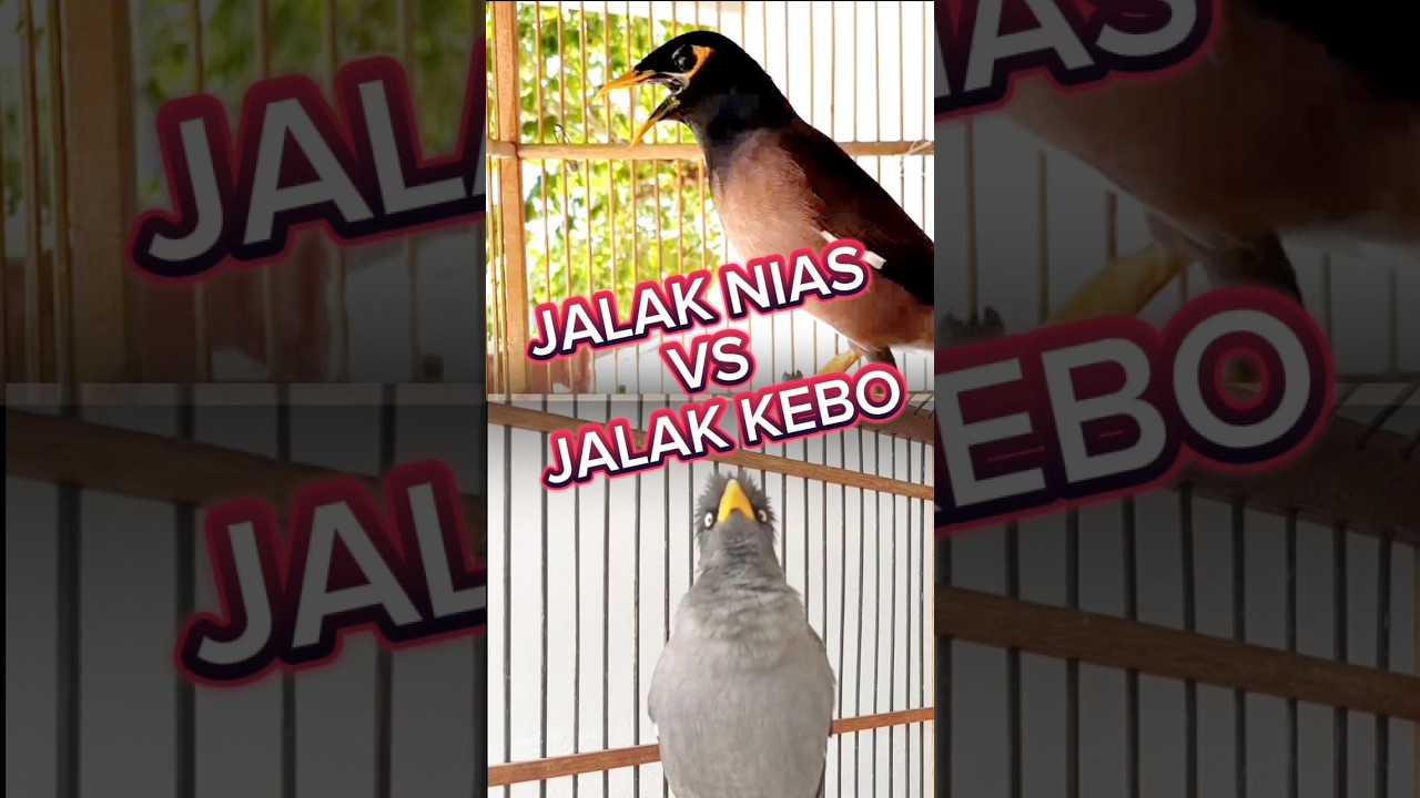 Burung jalak nias vs jalak kebo #jalak #burung #suara #kicaumania #birds