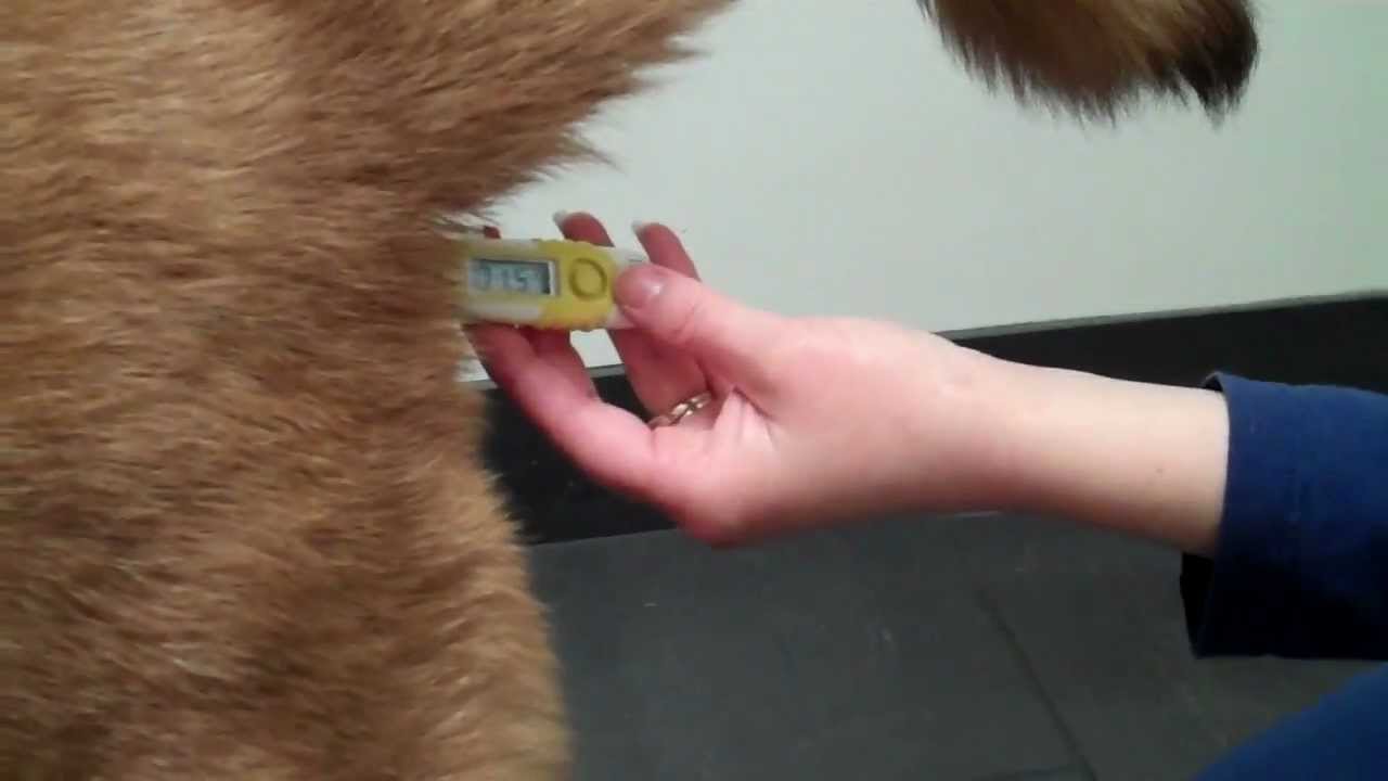 How to take your dog's temperature!.mp4