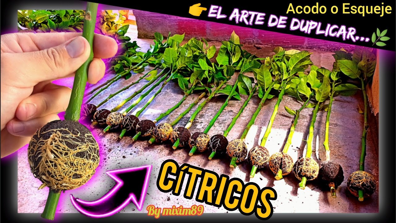 Reproducir CÍTRICOS (Naranjo o Limonero) por ACODO AÉREO o ESQUEJE |2º Parte| by mixim89