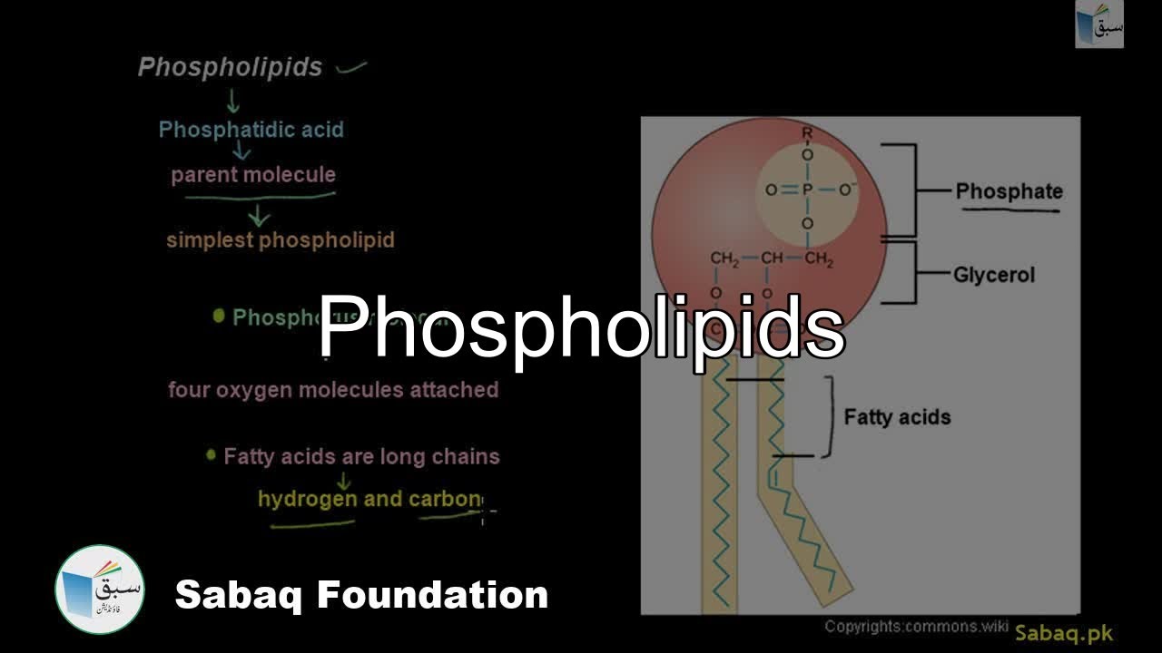 Phospholipids (A Class of Lipids), Biology Lecture | Sabaq.pk