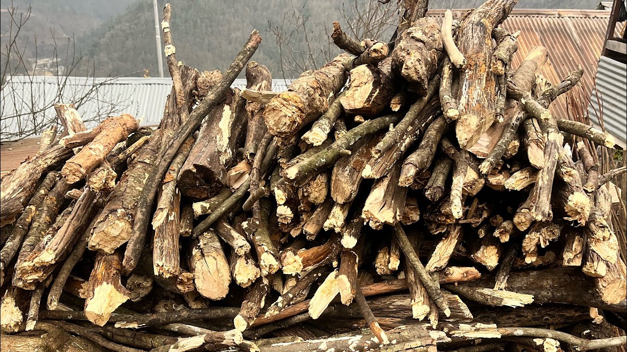 TREE CUTTING TIME 