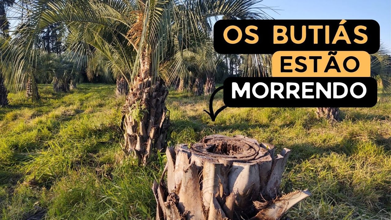Morte dos BUTIAZEIROS. O que está acontecendo?