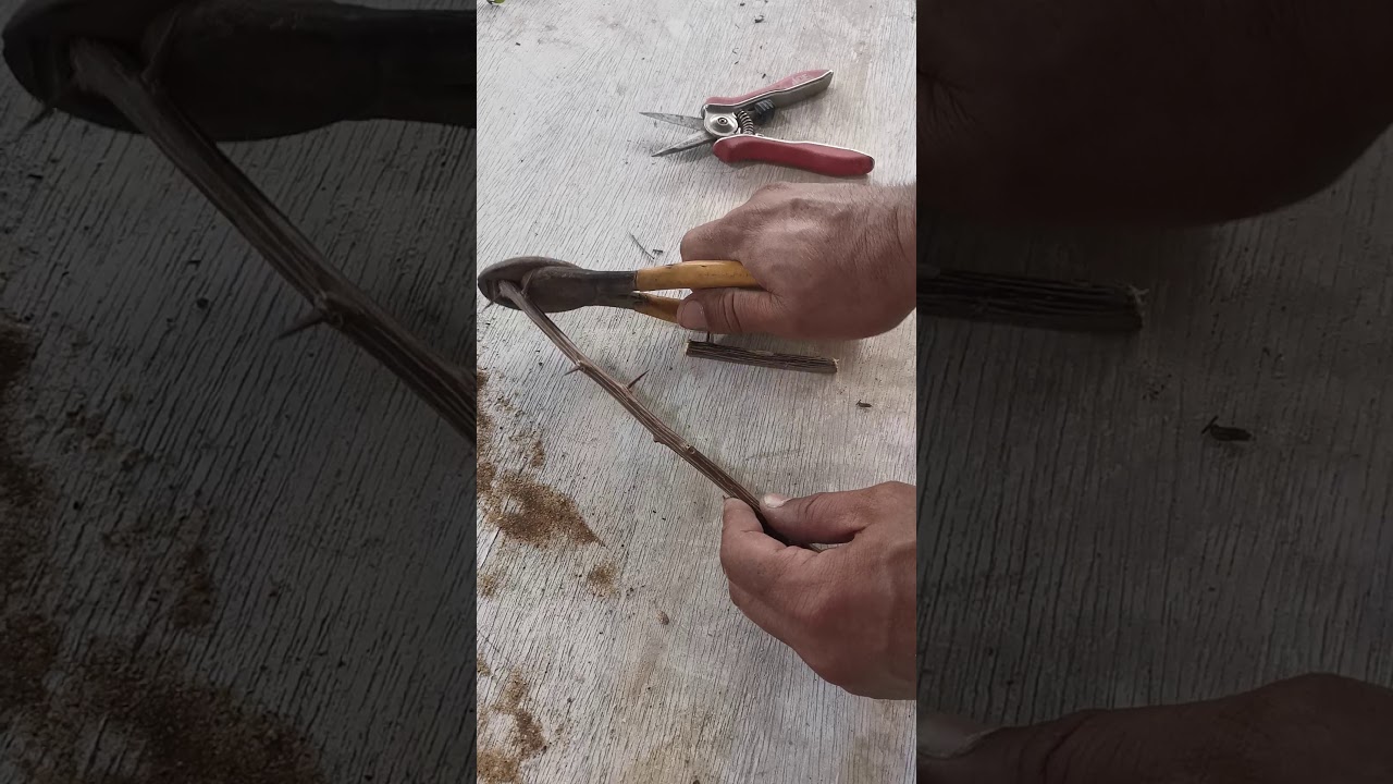 زراعة العقل.. بشكل مبسط