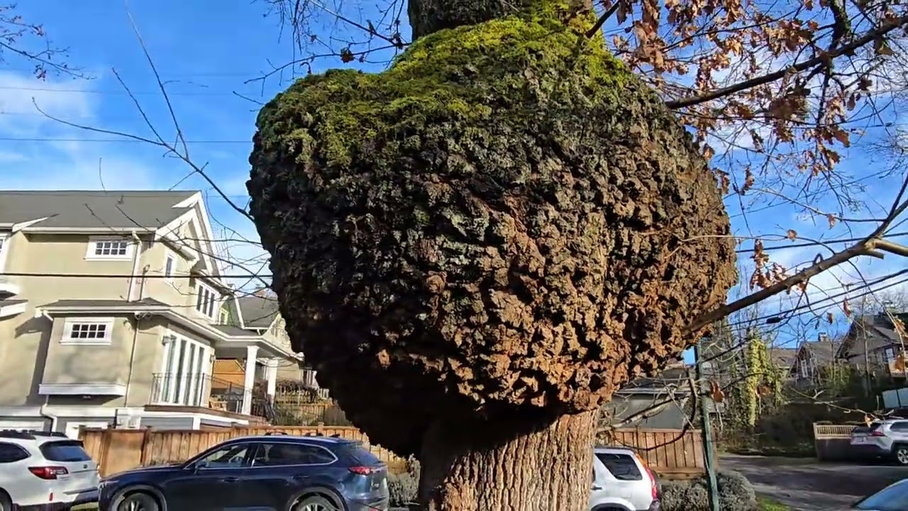 The Beauty of a Massive Tree Burl | Nature’s Artwork #nature #travel #canada #tree #funny #کانادا 
