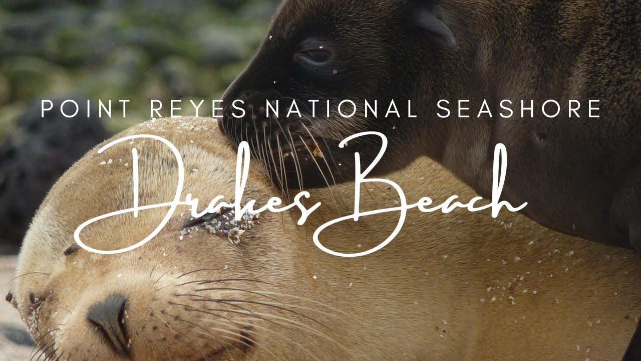 California Baby Seal Birthing Season | Point Reyes National Seashore | Drakes Beach | Wildlife Magic