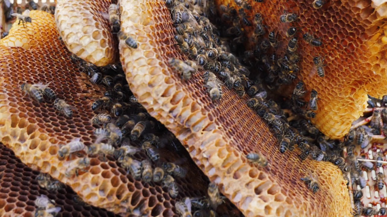 Multiplier Ses Essaims d'abeilles - Comment cr&eacute;er des essaims - Apiculture