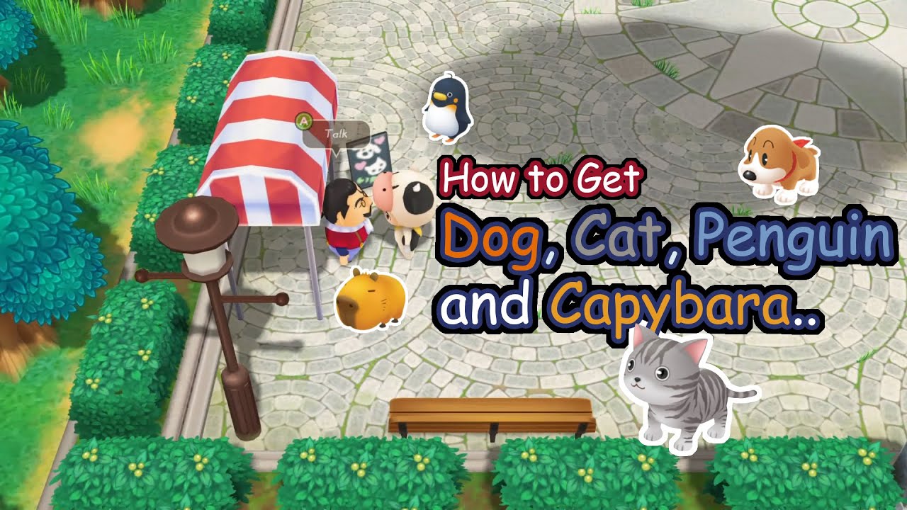 How to get Dogs, Cats, Penguin, and Capybara | Story of Seasons Friends of Mineral Town