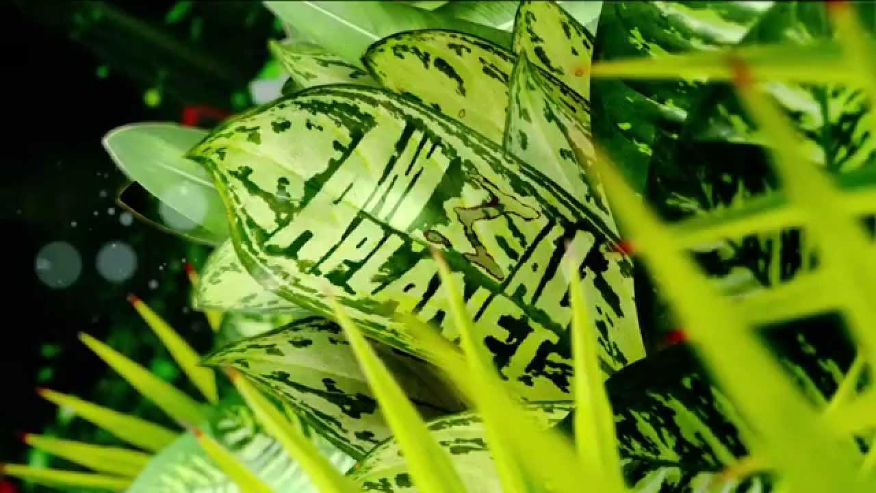 Animal Planet HD Europe - New Promos (Old Look) - May 2014