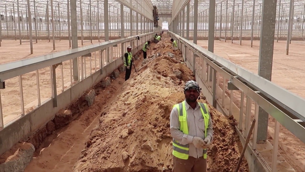 Al Blahad Farm – Saudi Arabia (Desert Growing)