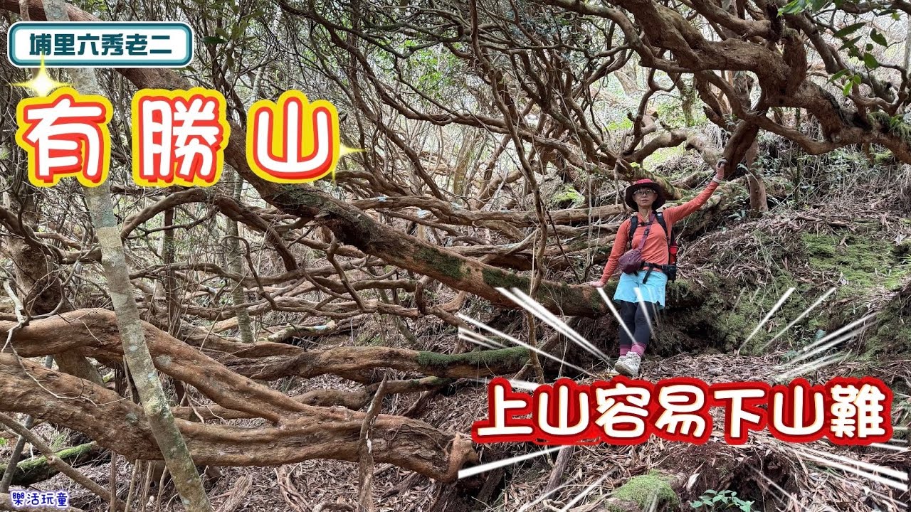 埔里六秀|有勝山|上山容易下山很滑[樂活玩童NO.251]2026/02/12