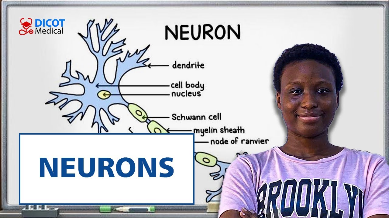 THE CELLS OF THE NERVOUS SYSTEM PART 1 (NEURONS)