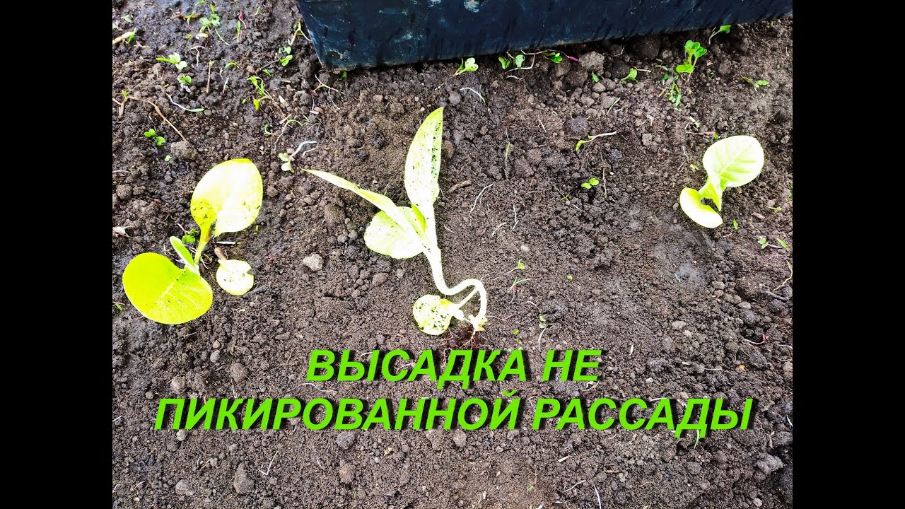 ВЫСАДКА НЕ ПИКИРОВАННОЙ РАССАДЫ