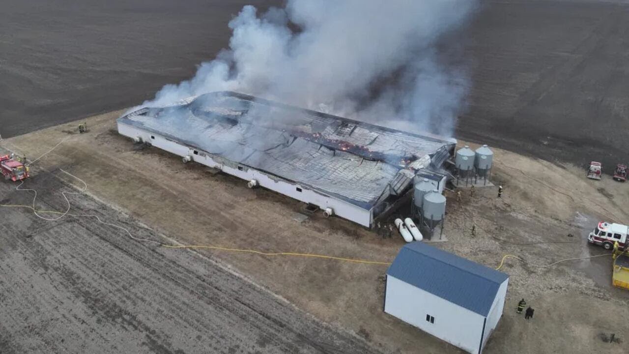 Hundreds of pigs dead in hog confinement fire in Sioux County, Iowa
