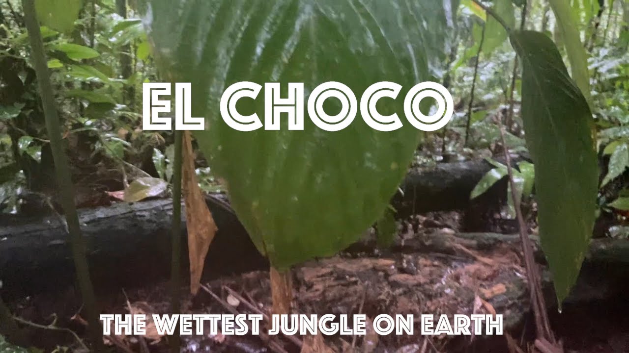 Chocó Rain